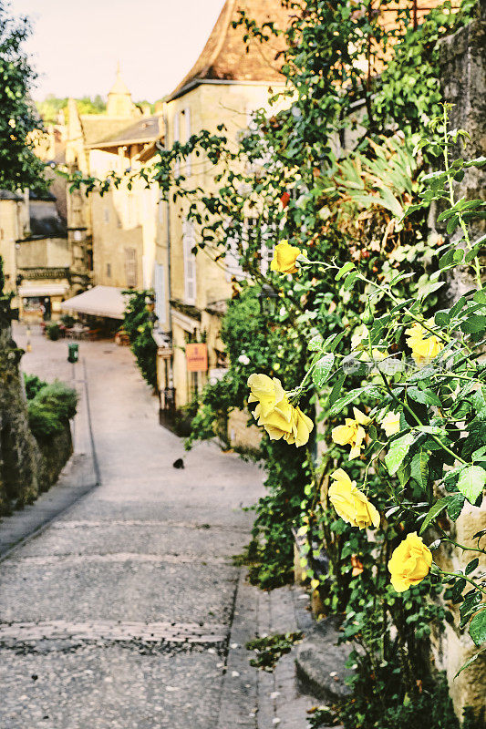 法国多尔多涅地区Sarlat la Caneda的黄玫瑰